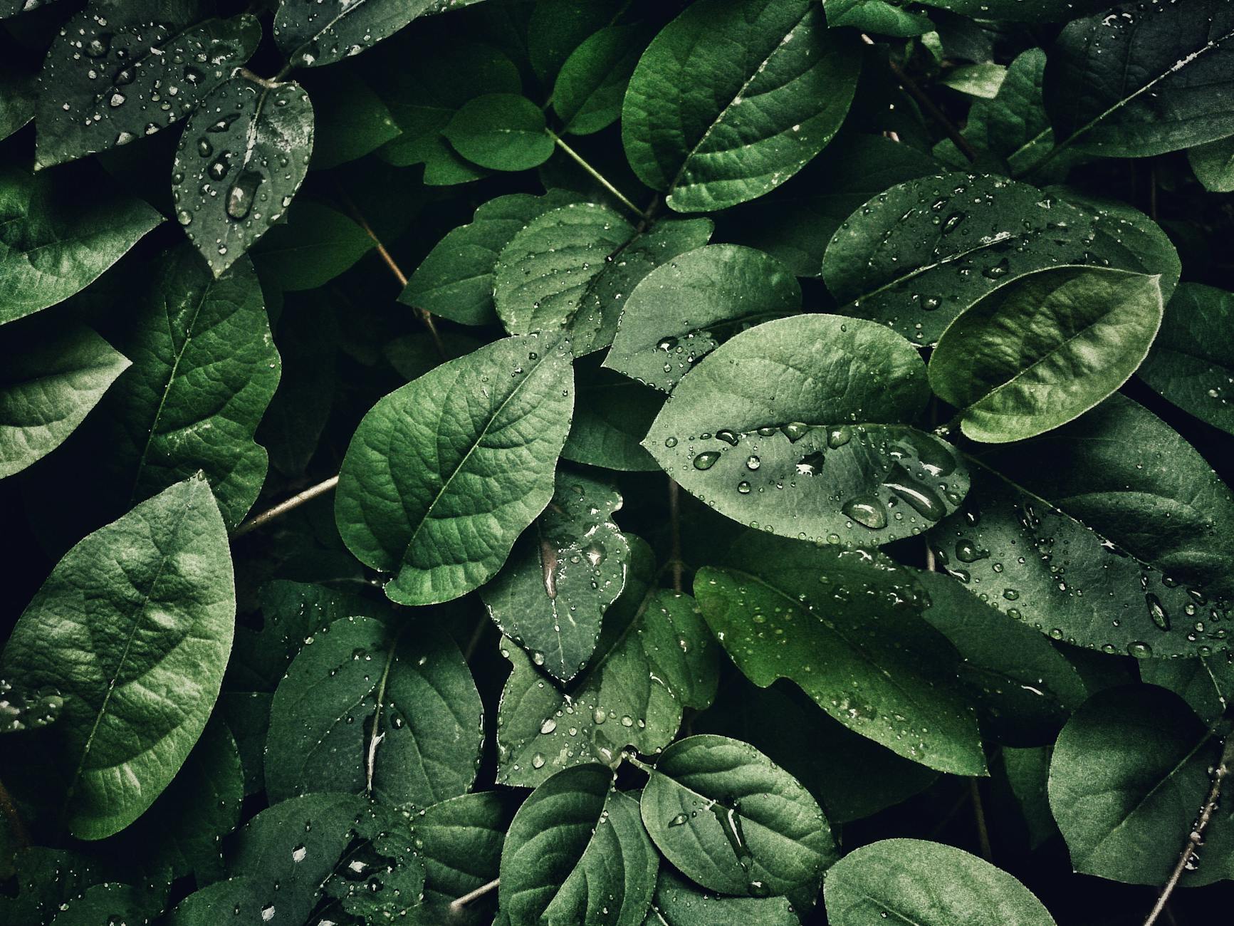 Annual vs Perennial Plants: Understanding the Key Differences Annual vs Perennial Plants: Understanding the Key Differences_image