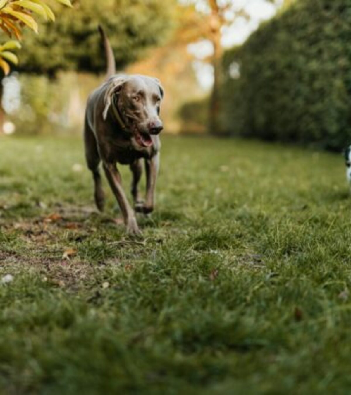 Fall Puns: 110 Un-Be-Leaf-Able Autumn Jokes & Wordplay Get ready to fall for these adorable autumn puns that will leaf you laughing all season long