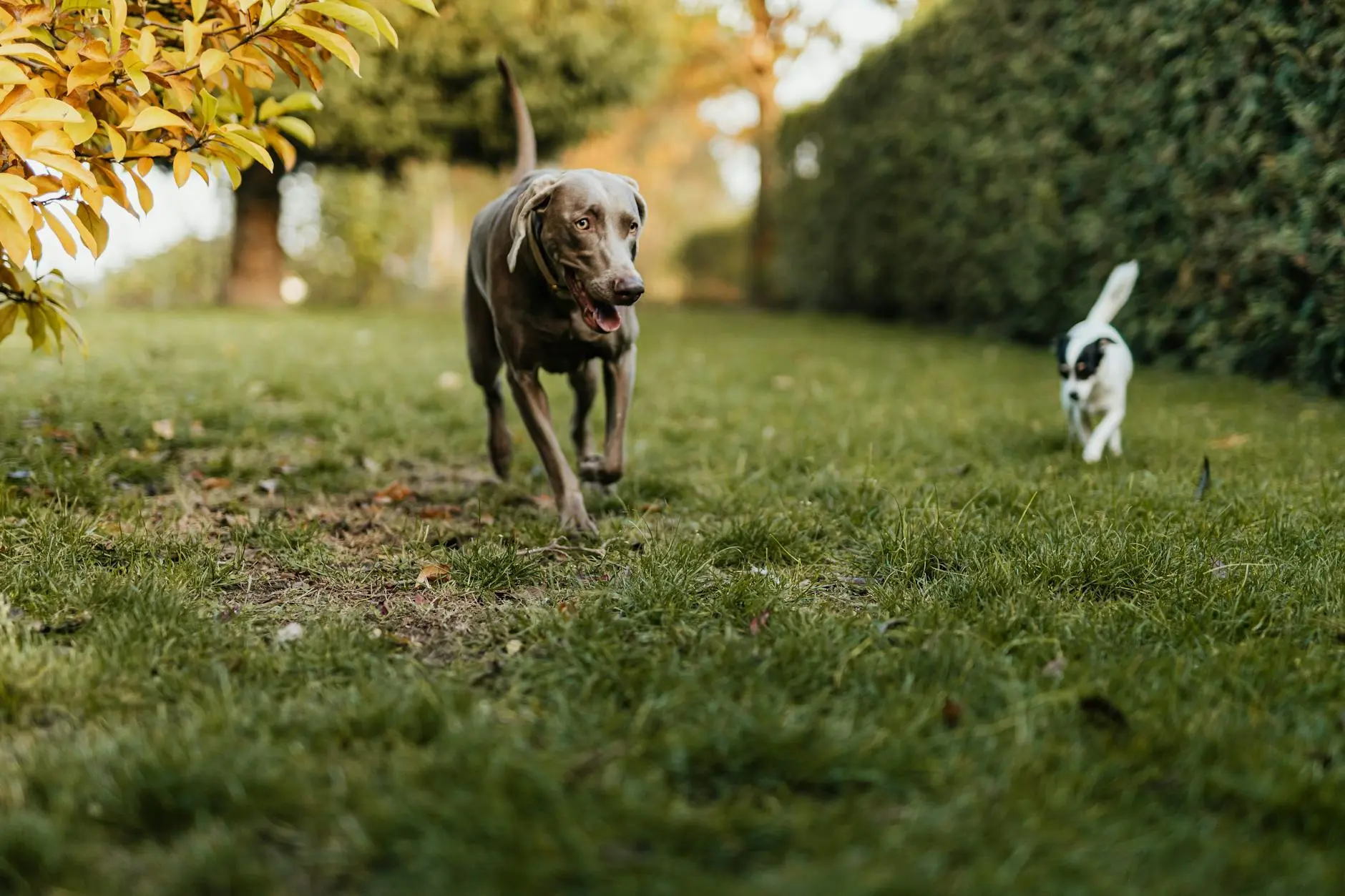 120 Hilarious Fall Puns About Autumn, Apples, Dogs, and Leaves Get ready to fall for these adorable autumn puns that will leaf you laughing all season long