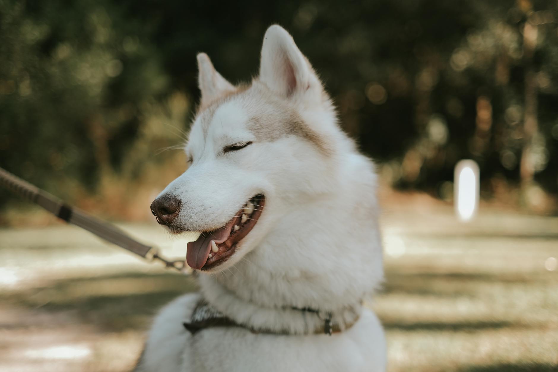 Descubre los nombres más populares, originales y creativos para tu nuevo compañero canino