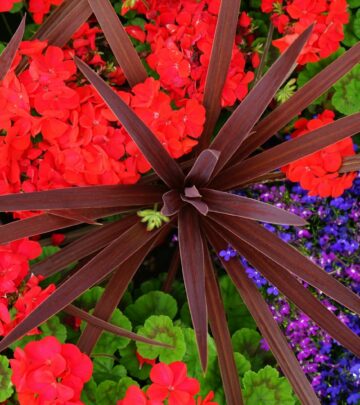 Growing Lobelia Plants: Essential Care Guide & Tips