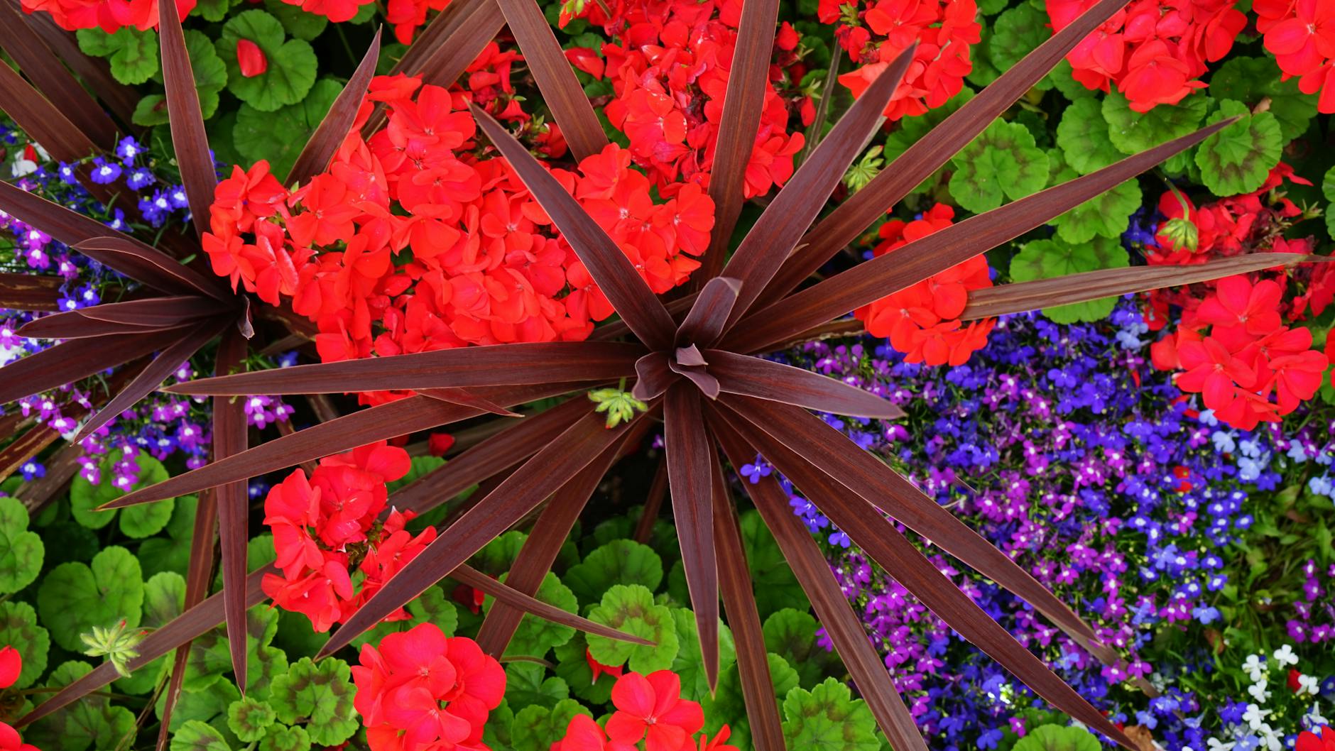 Discover how to successfully grow and maintain stunning lobelia plants in your garden landscape