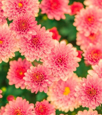 Are Mums Perennials? Understanding Chrysanthemums in Your Garden