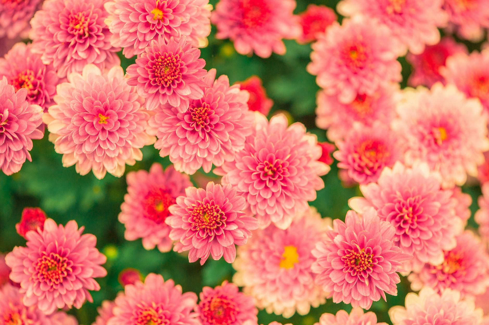 Discover whether mums are perennial, how to grow them for year-round success, and expert tips for thriving fall blooms.