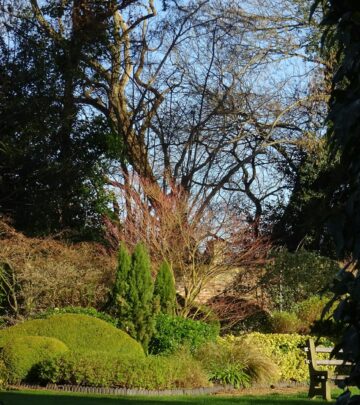 Privet Shrubs: Versatile Hedges for Every Garden