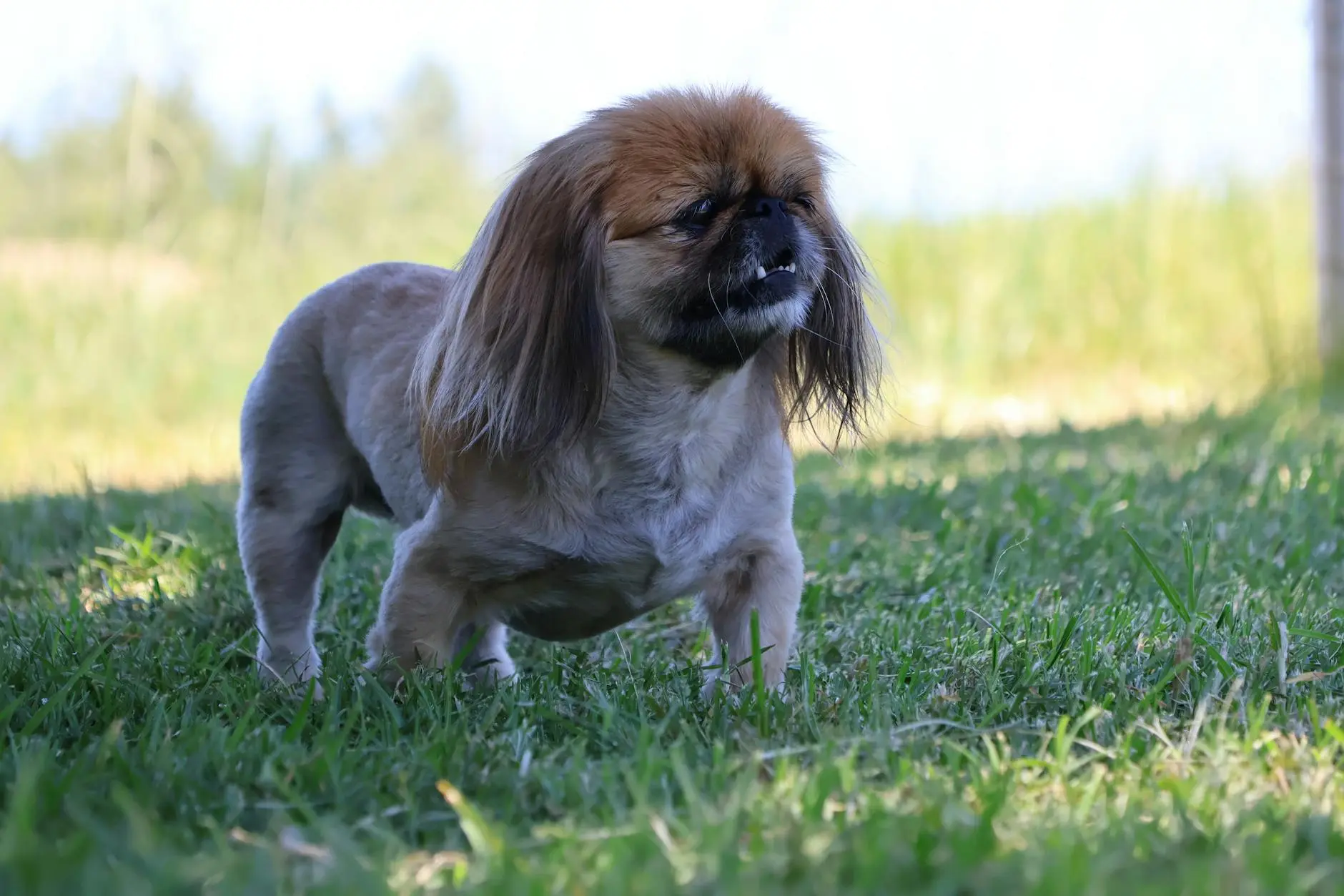 Can Dogs Have Down Syndrome? Understanding Genetic Disorders in Dogs Explore whether dogs can have Down syndrome, what similar genetic conditions exist, and how to care for special needs pups.
