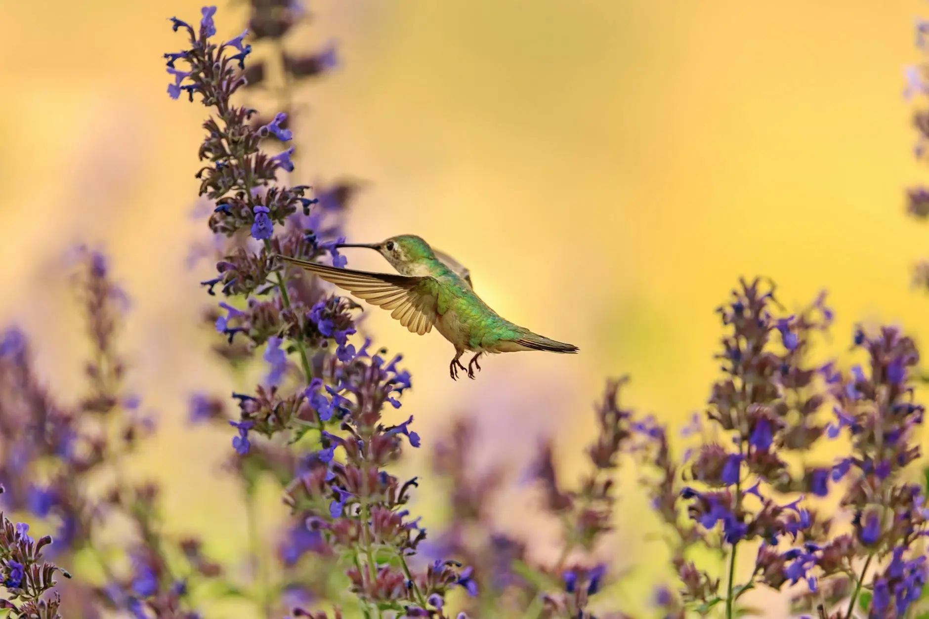 The Ultimate Guide to Hummingbird Gardens: Flowers, Planning & Design Explore top flowers, expert garden designs, and planting tips to attract hummingbirds for a vibrant, thriving garden all season long.