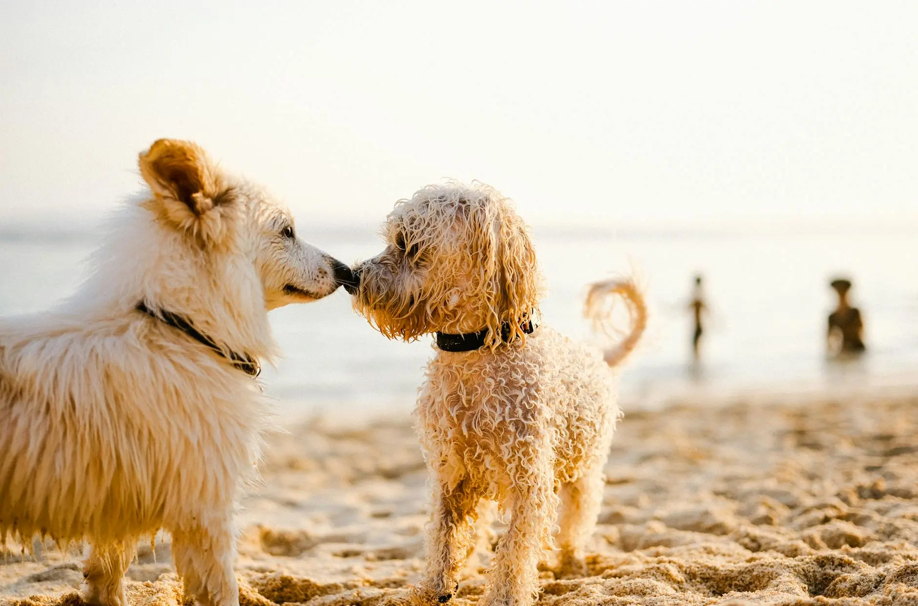 Dogs with Webbed Feet: Nature’s Born Swimmers and Digging Pros Discover why some dog breeds have webbed feet, the breeds that excel at swimming and digging, and how these remarkable paws help them thrive.