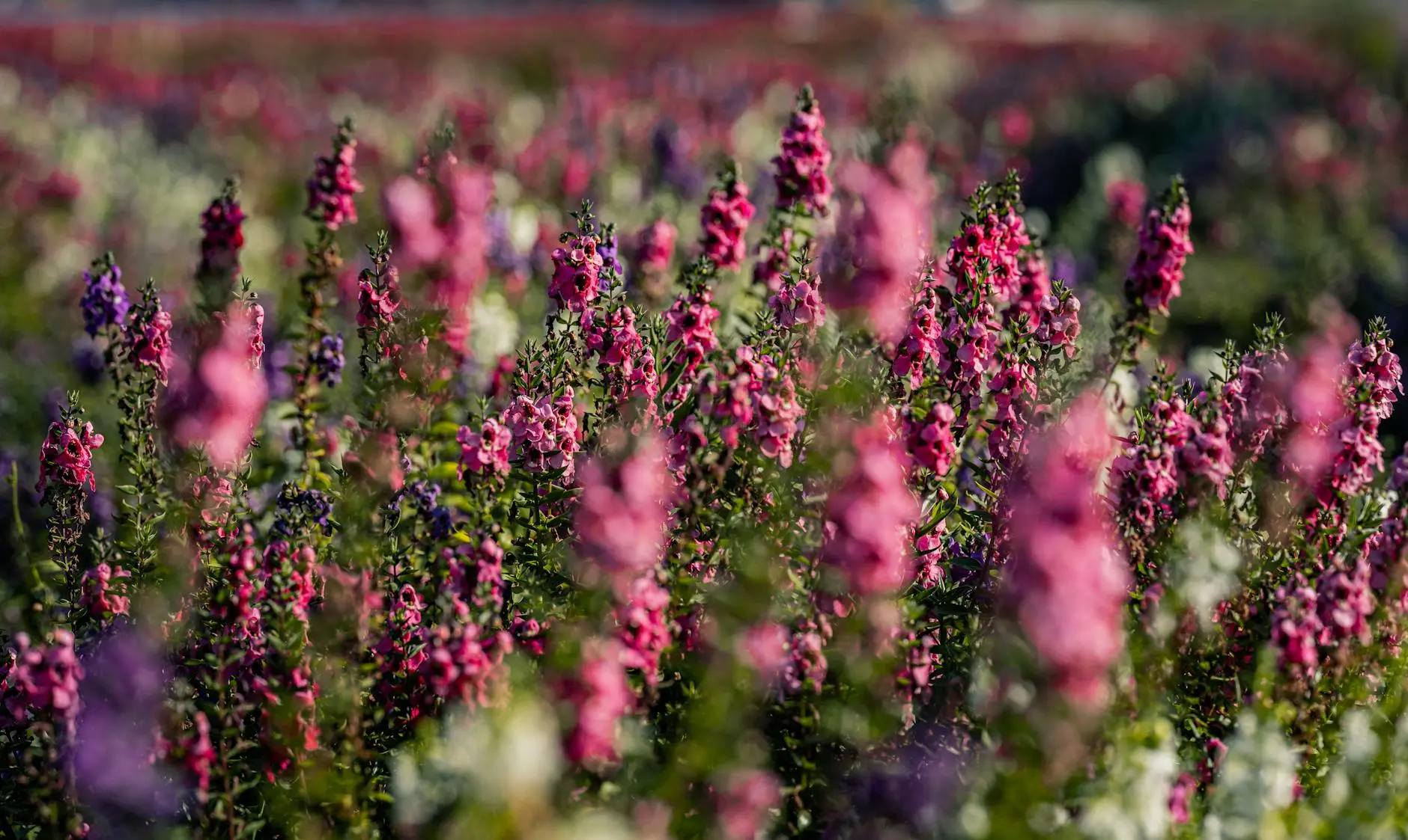 Growing and Caring for Angelonia: The Summer Snapdragon Discover the heat-loving, drought-tolerant Angelonia that brings vibrant color to summer gardens