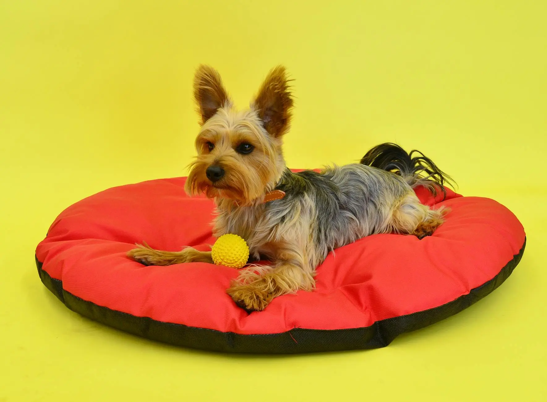 Yorkshire Terrier Puppies: The Ultimate Guide to Raising Yorkies Everything new and potential Yorkie puppy parents need to know, from breed traits to health, grooming, and training essentials.