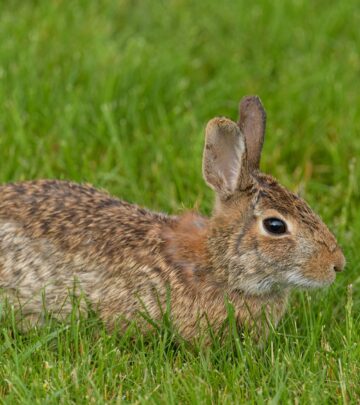 Effective Strategies for Keeping Rabbits Out of Your Garden_image