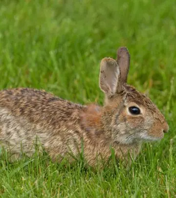Protect your plants effortlessly with proven tips to deter unwanted furry visitors fast!