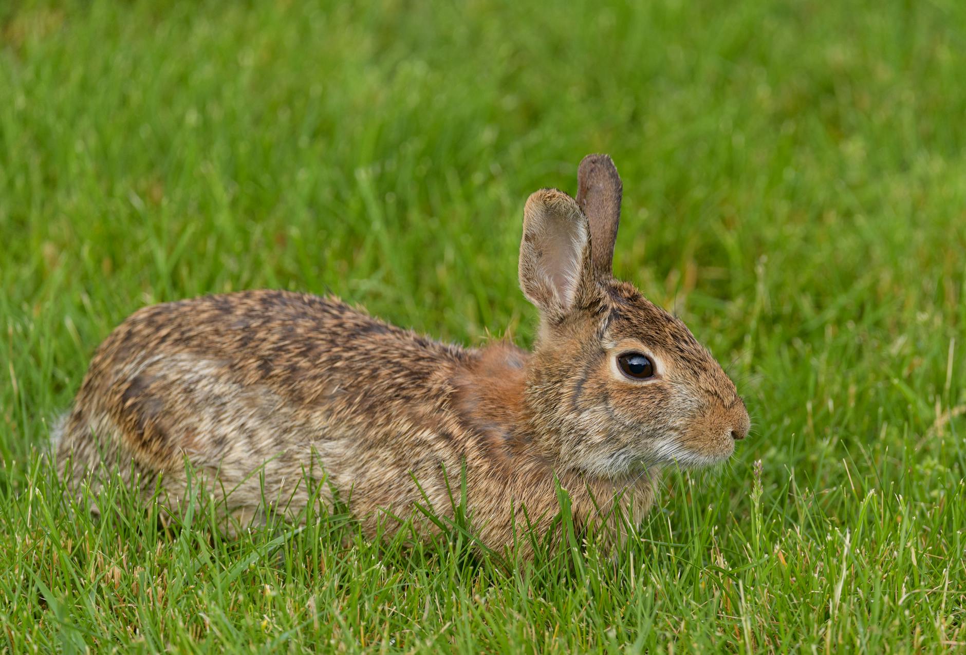 Effective Strategies for Keeping Rabbits Out of Your Garden Effective Strategies for Keeping Rabbits Out of Your Garden_image