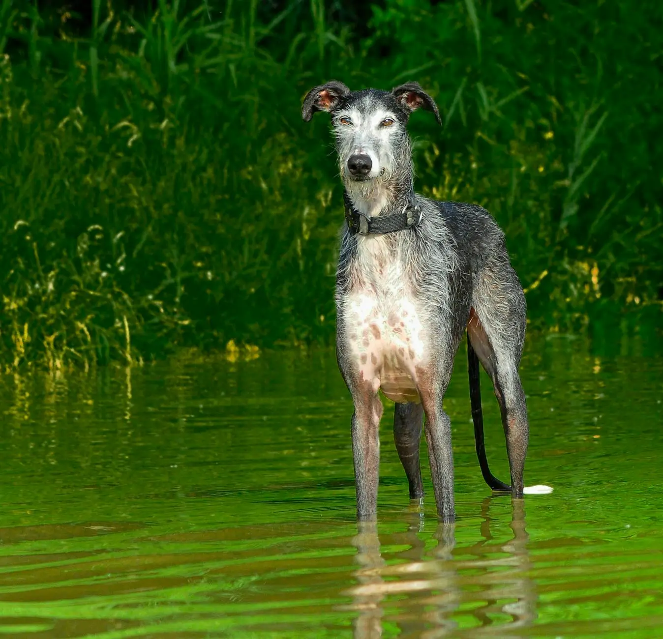 The Cost of Dog Parenthood: What Every Pet Parent Should Know in 2025 A comprehensive 2025 guide to understanding every financial aspect of raising a dog, including upfront, annual, and surprise costs.