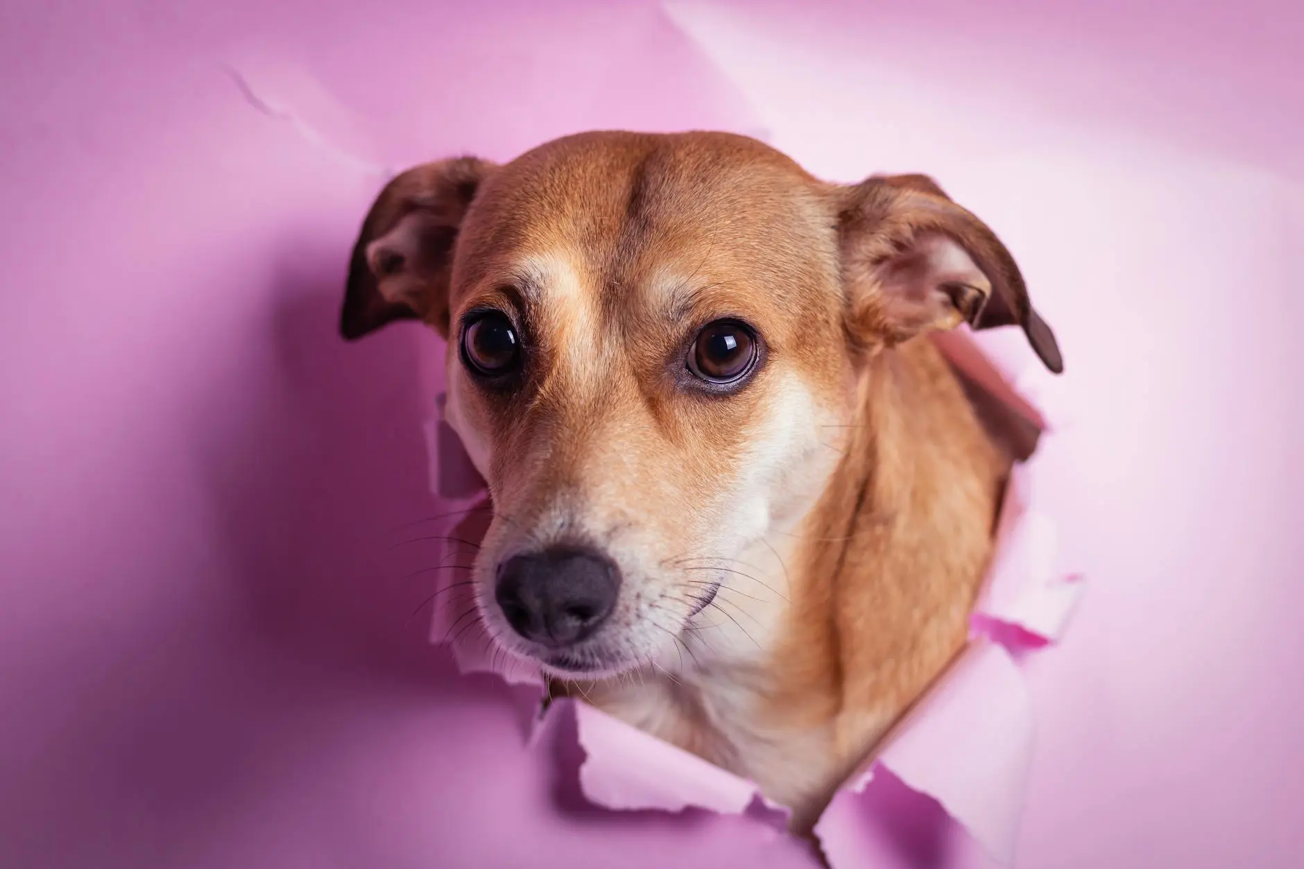 Do Dogs Cry? Understanding Dog Tears and Emotions Explore the reasons behind dogs' tears, emotional behaviors, and what your dog's 'crying' truly means.