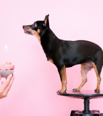 Miniature Pinscher: The Spirited “King of Toys” Dog Breed Guide_image