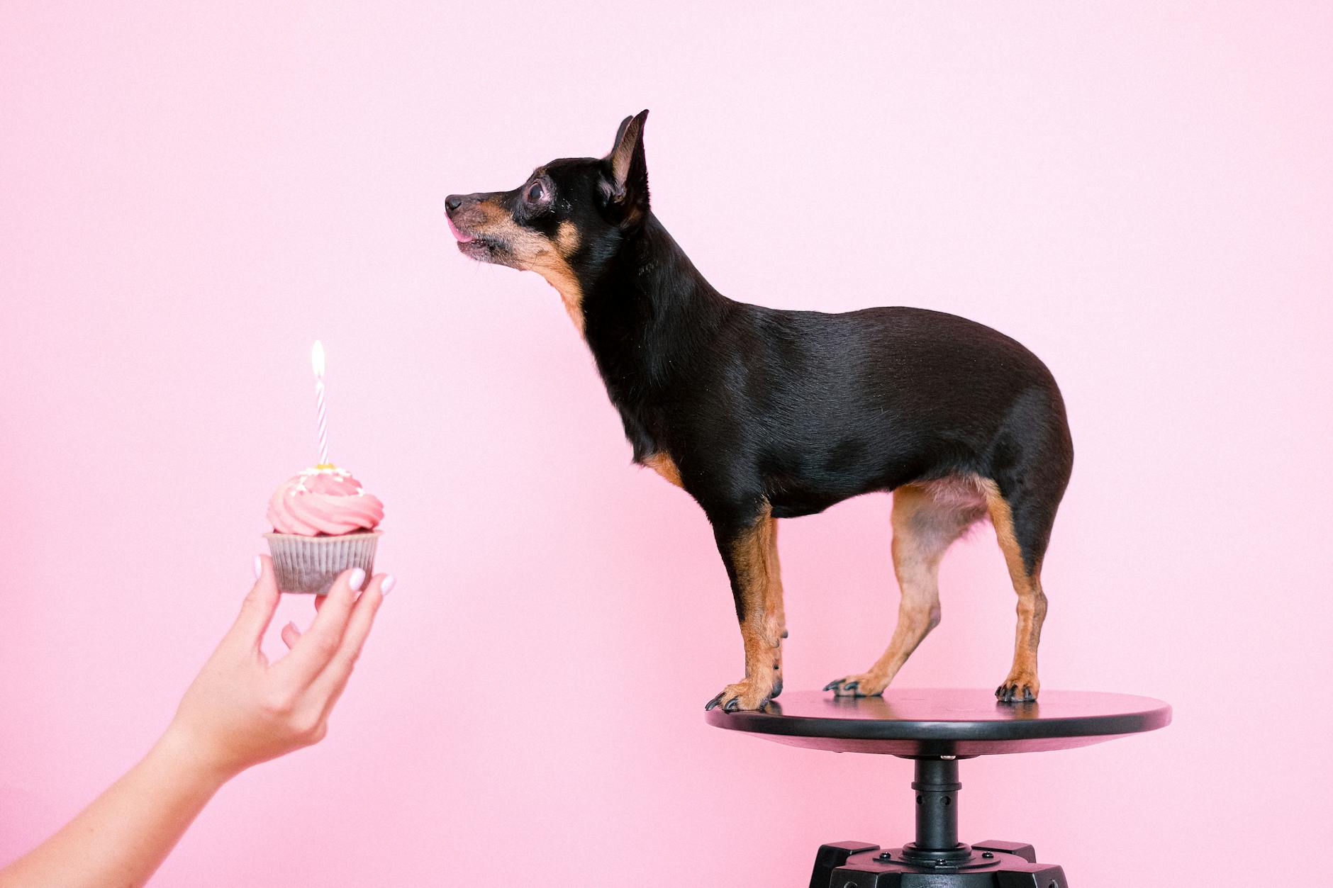 Miniature Pinscher: The Spirited “King of Toys” Dog Breed Guide Miniature Pinscher: The Spirited “King of Toys” Dog Breed Guide_image