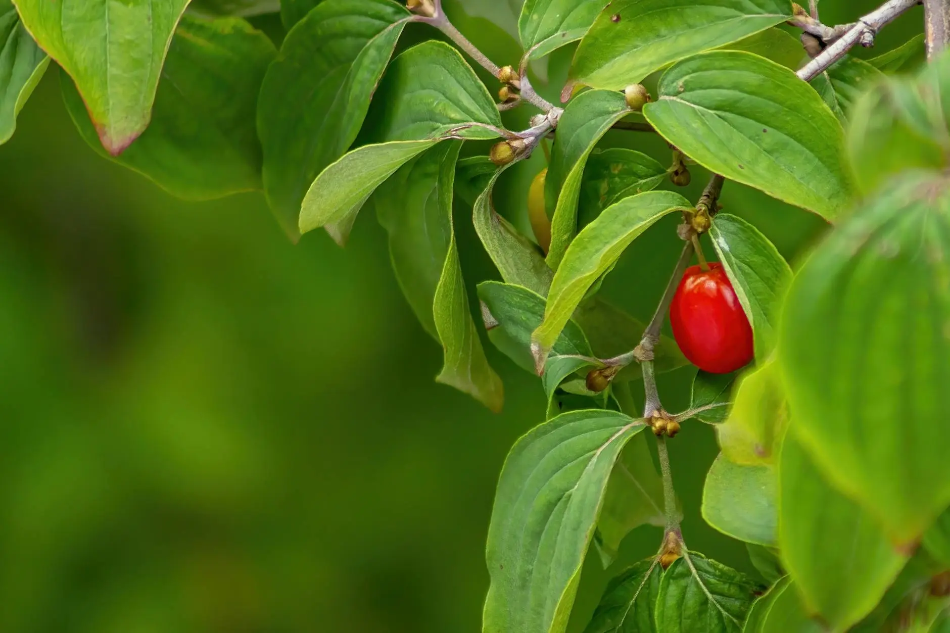 Red Twig Dogwood: A Vibrant Four-Season Shrub for Your Garden Discover how this stunning shrub offers year-round visual interest with its fiery red branches, flowers, berries, and foliage