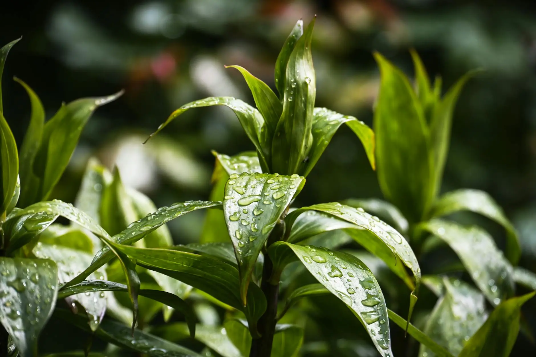 Rain Gardens: Eco-Friendly Solutions for Stormwater Management Discover how rain gardens transform landscapes, manage stormwater, and foster vibrant ecosystems at home.