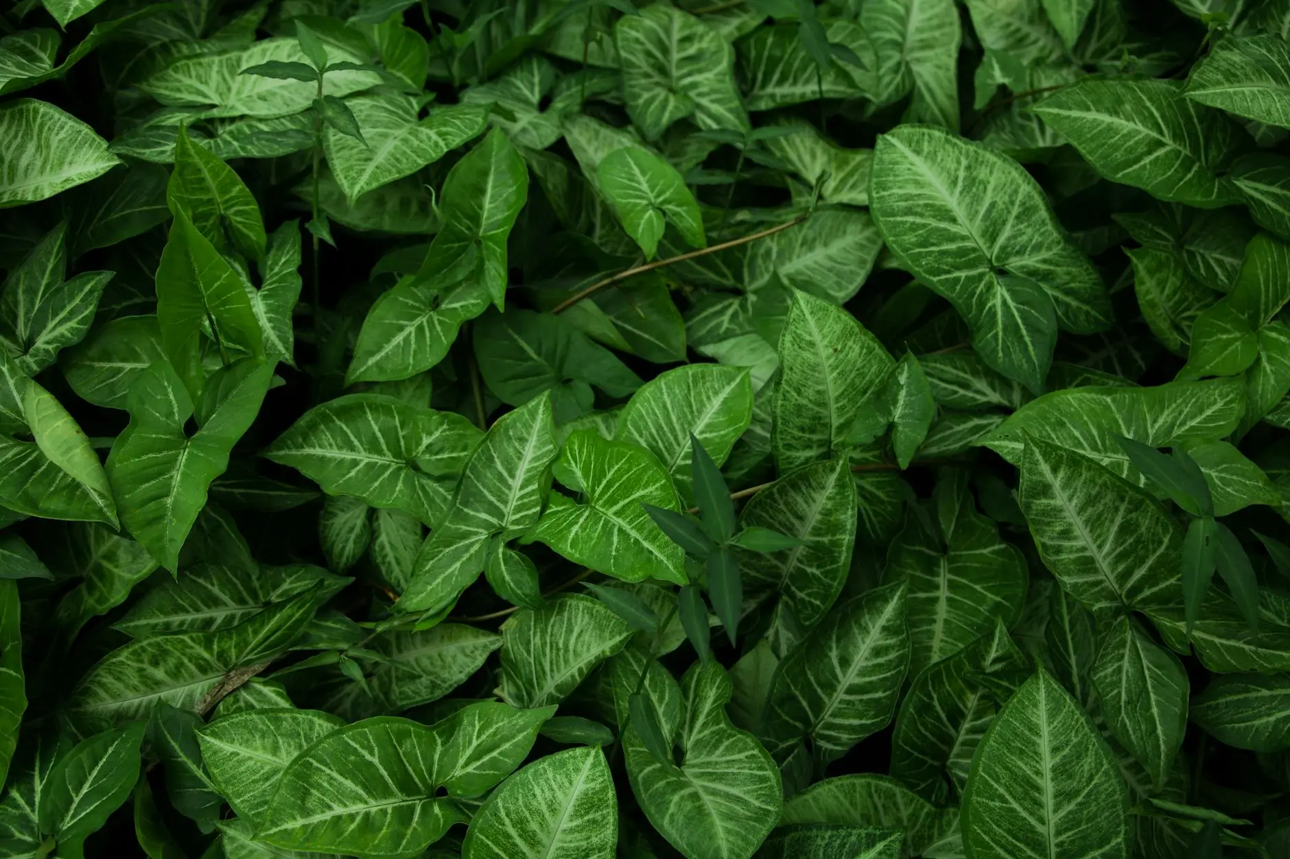 The Complete Guide to Arrowhead Plant Care Discover how to grow and maintain this versatile, attractive houseplant with our expert care tips