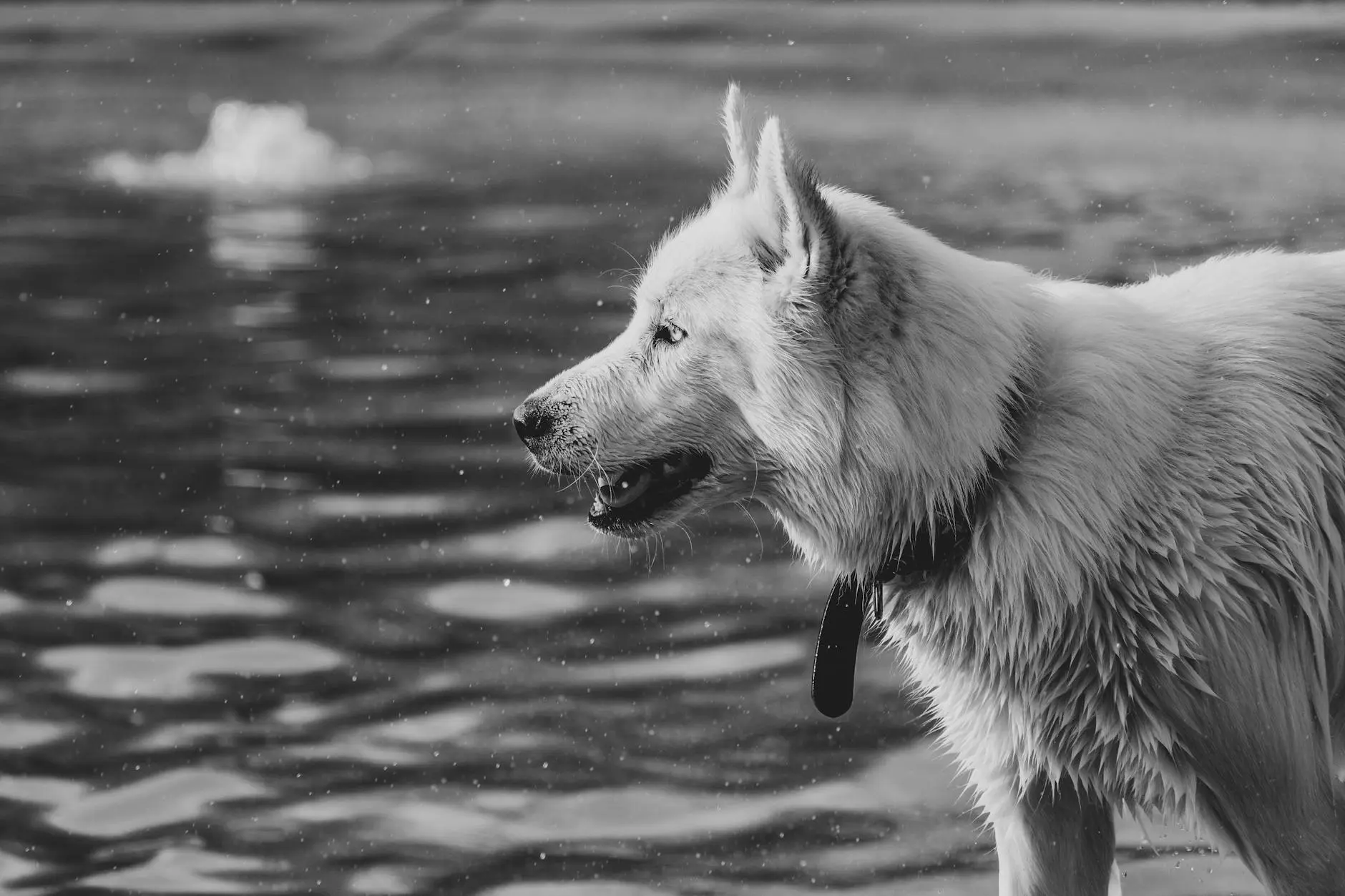 Siberian Husky vs German Shepherd: Complete Breed Comparison Discover the key differences between these popular working breeds to find your perfect canine companion