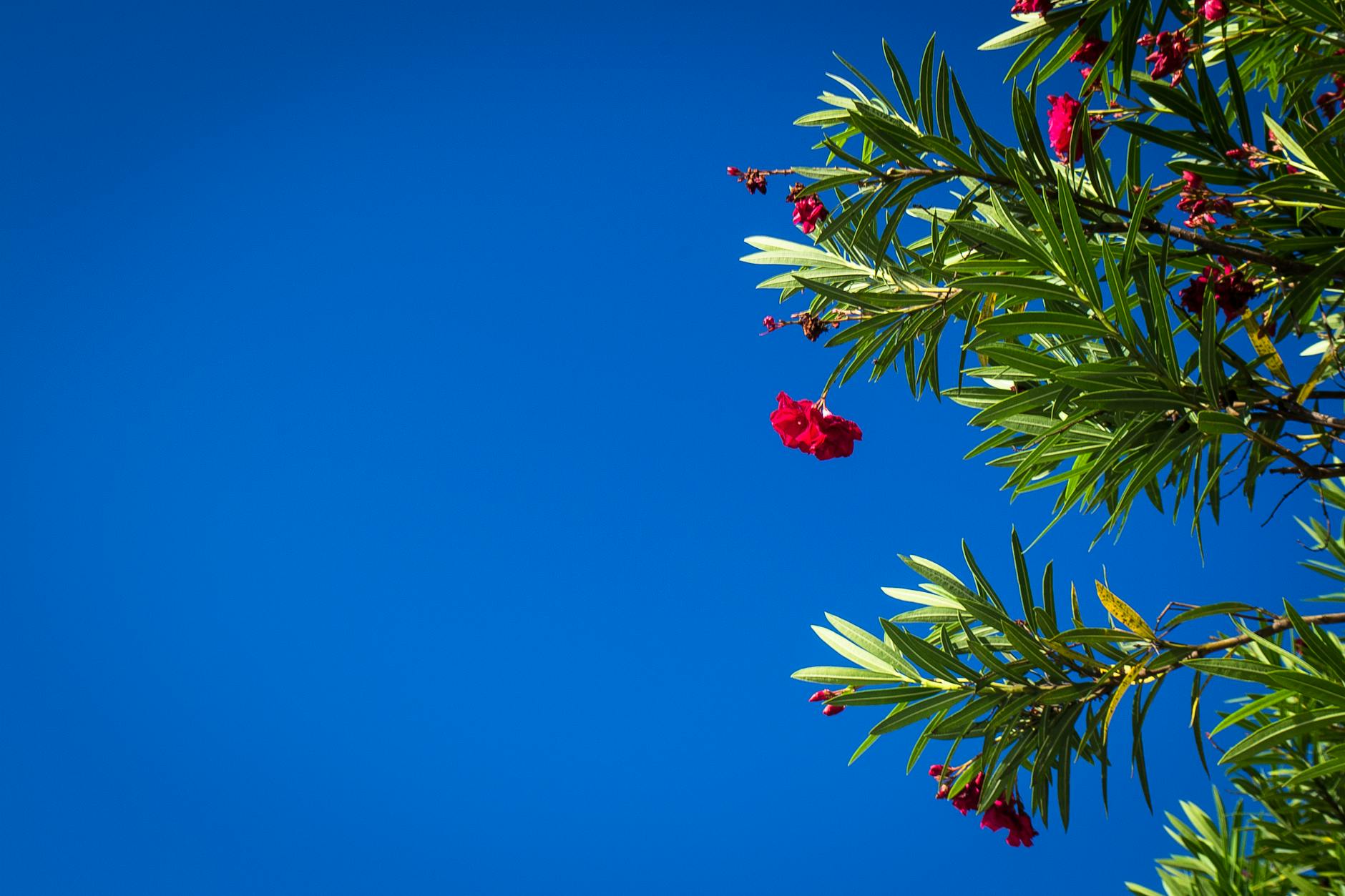 Oleander – Guide to Growing and Caring for This Beautiful But Toxic Plant Oleander – Guide to Growing and Caring for This Beautiful But Toxic Plant_image