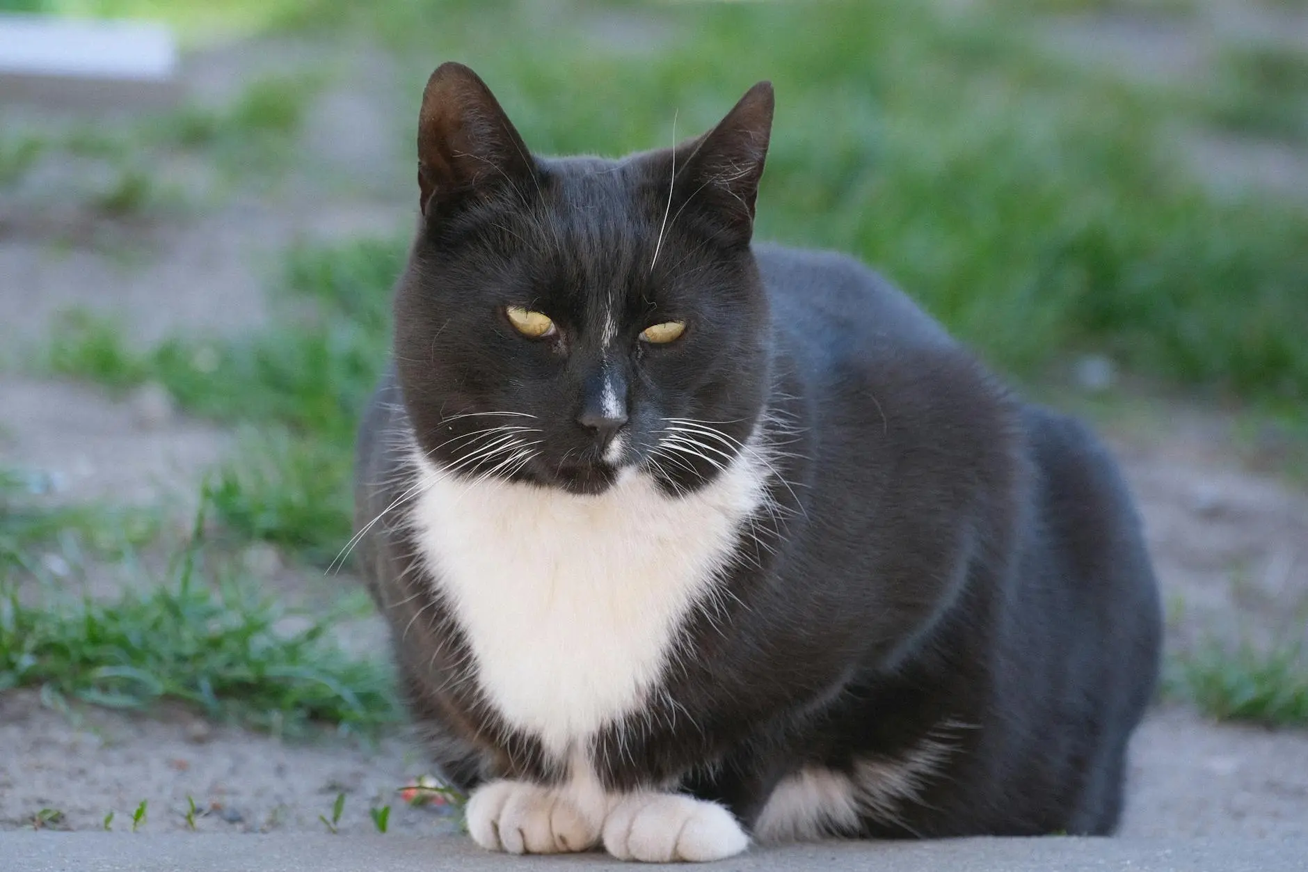 Cat Horned Paws: Understanding Those Strange Growths on Your Feline’s Feet Discover everything you need to know about those mysterious horn-like growths on your cat's paw pads