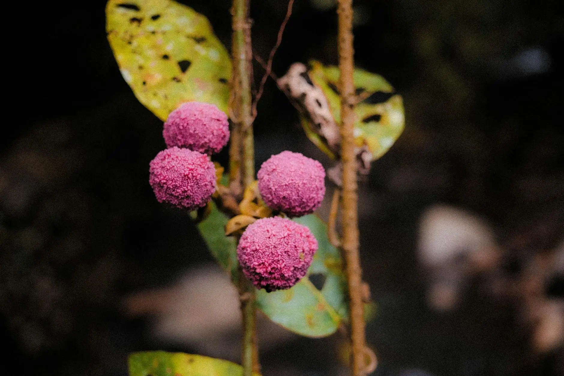 Buttonbush (Cephalanthus occidentalis): A Unique Native Shrub for Wetland Landscapes Everything you need to know about growing, caring for, and enjoying the native Buttonbush shrub in your landscape.