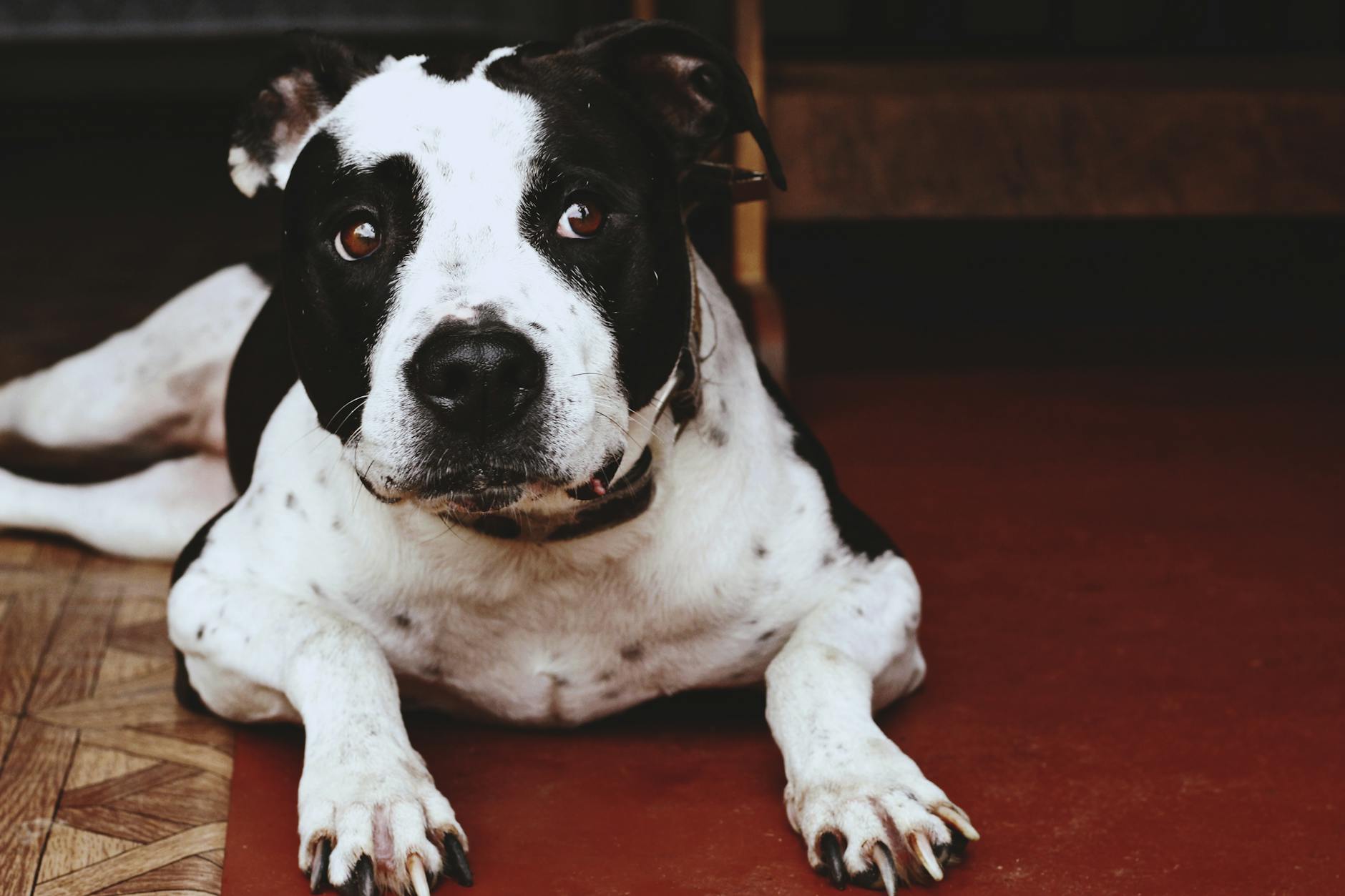 American Pit Bull Terrier: Breed Information, Characteristics & Care Guide American Pit Bull Terrier: Breed Information, Characteristics & Care Guide_image