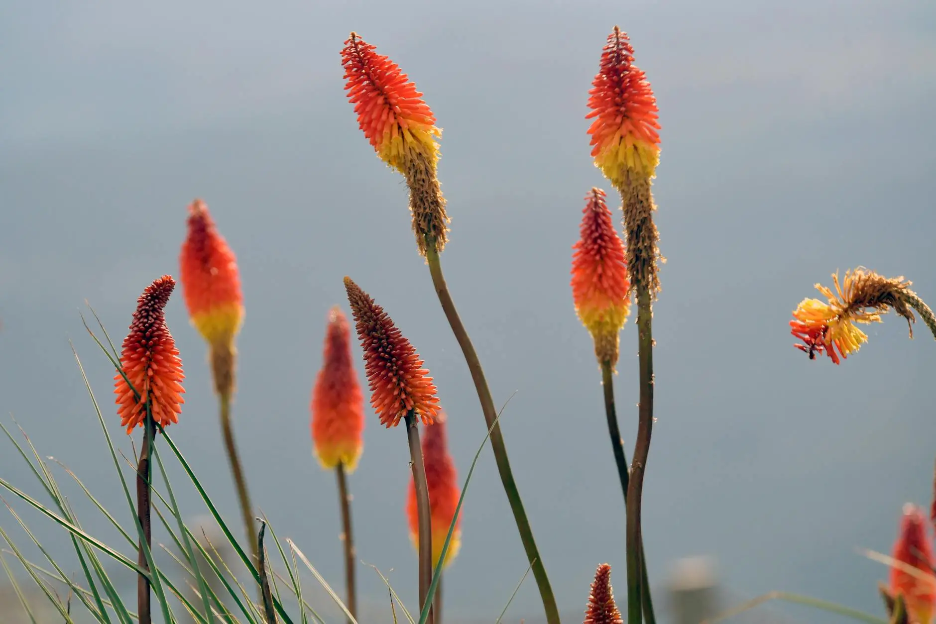 Red Hot Poker Plants: The Complete Guide to Growing Kniphofia Discover how to grow, care for, and design with these dramatic torch-like perennials in your garden