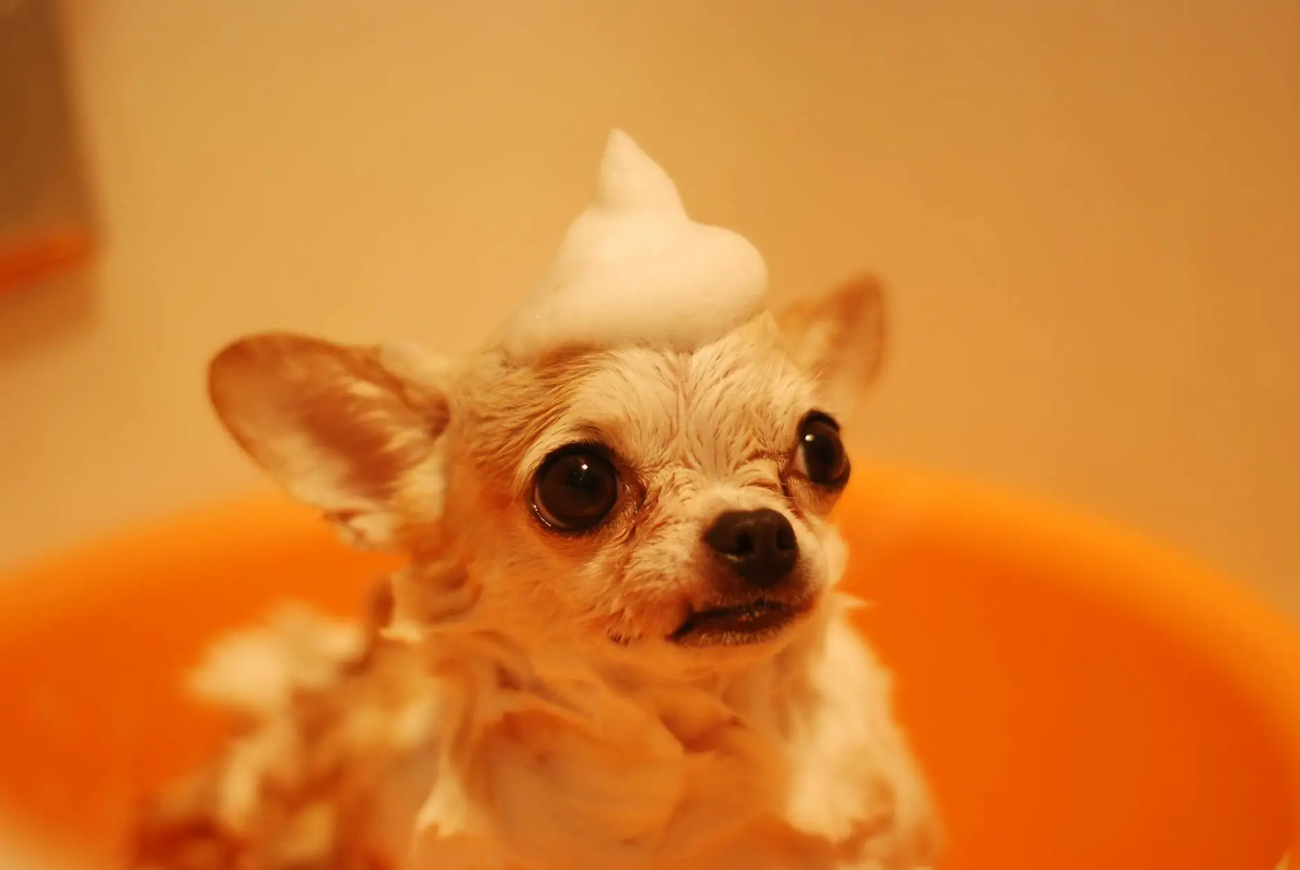 The 7 Best Dry Dog Shampoos for Easy, Mess-Free Bath Time Discover top waterless shampoos for dogs, key benefits, and expert guidance for a cleaner, happier pup—no tub required.