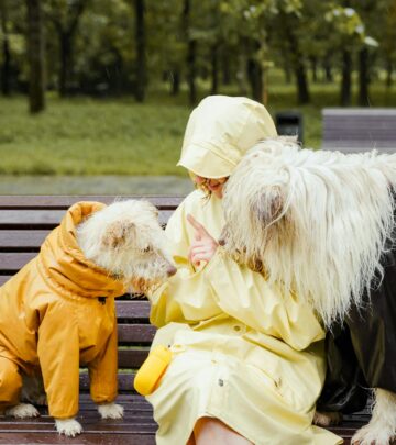 Cocker Spaniel vs Springer Spaniel: Understanding the Differences