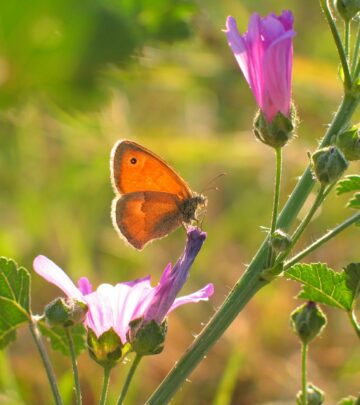 10 Perennials for a Pollinator Garden: Attract Bees & Butterflies