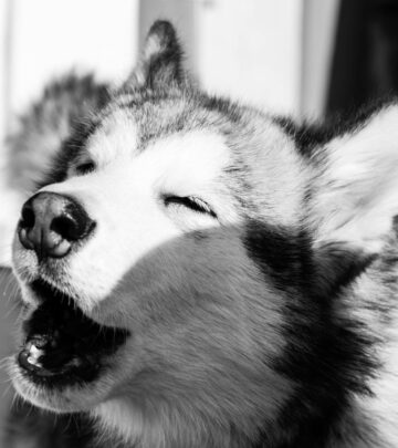 Husky vs. Malamute: Differences, Similarities, and Which Sled Dog Is Right for You?
