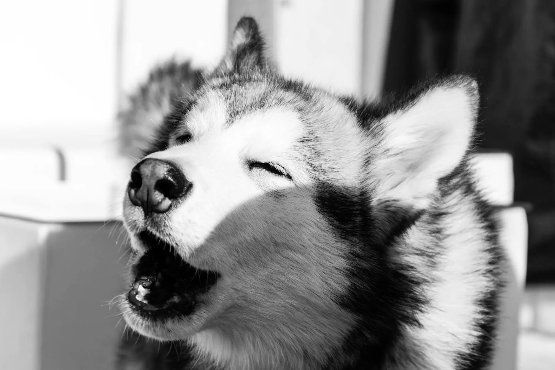 Husky vs. Malamute: Differences, Similarities, and Which Sled Dog Is Right for You? Explore the key differences and striking similarities between Siberian Huskies and Alaskan Malamutes, from size and looks to temperament and exercise needs.