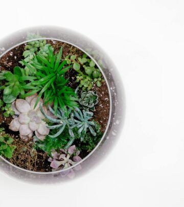 Sedum & Stonecrop: A Complete Guide to Growing, Caring, and Designing with Sedum