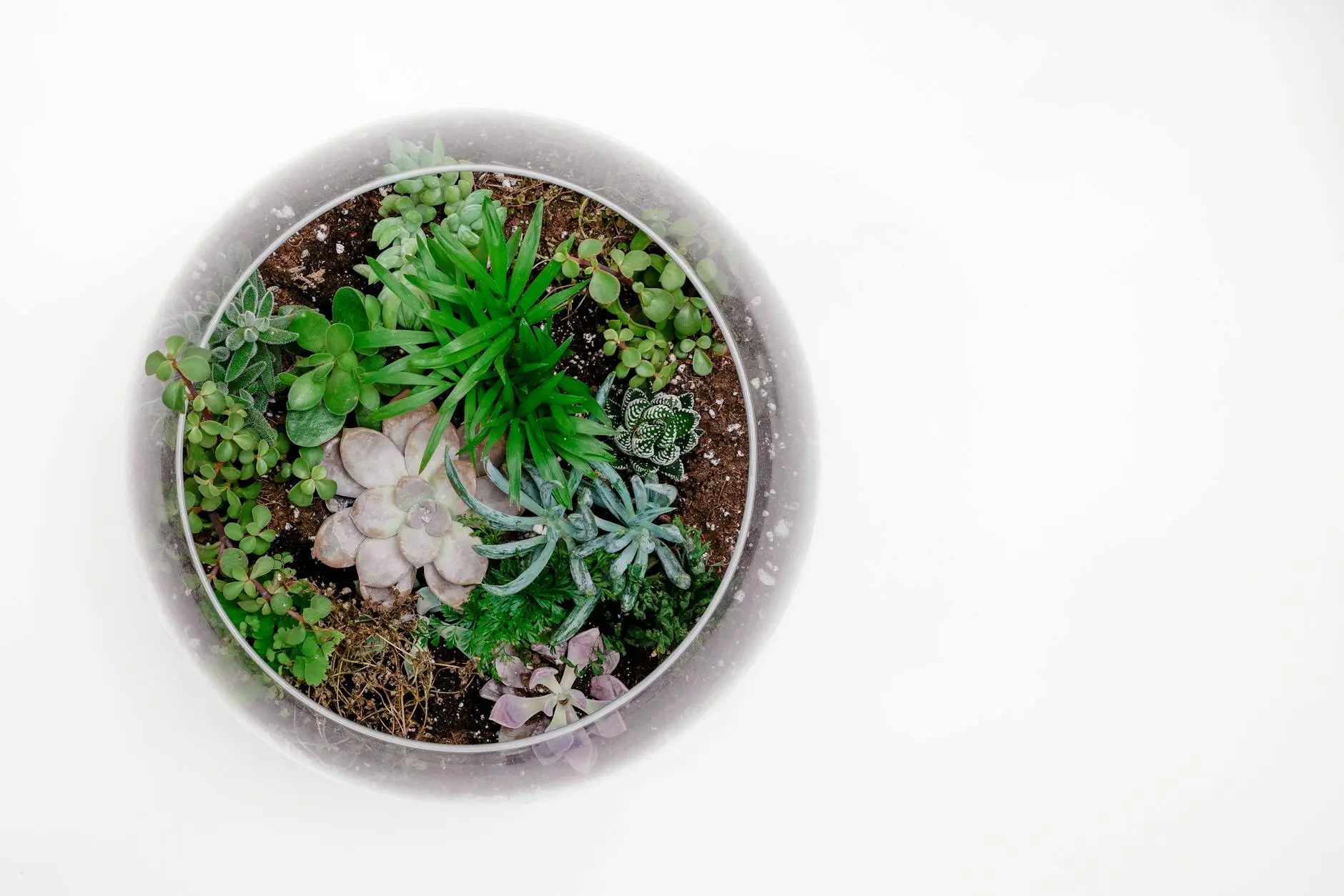 Sedum & Stonecrop: A Complete Guide to Growing, Caring, and Designing with Sedum Discover the diversity, easy care, and endless garden uses of sedum—nature’s resilient, colorful succulent.