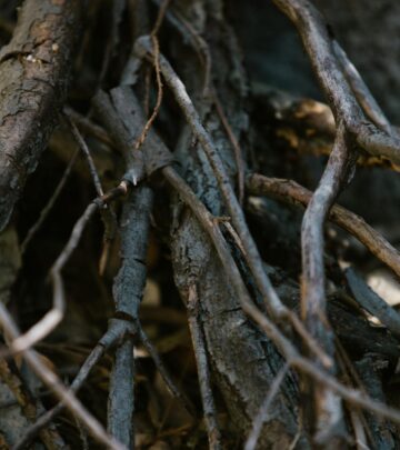 The Immortal Underground Forest: Nature’s Hidden Survivors