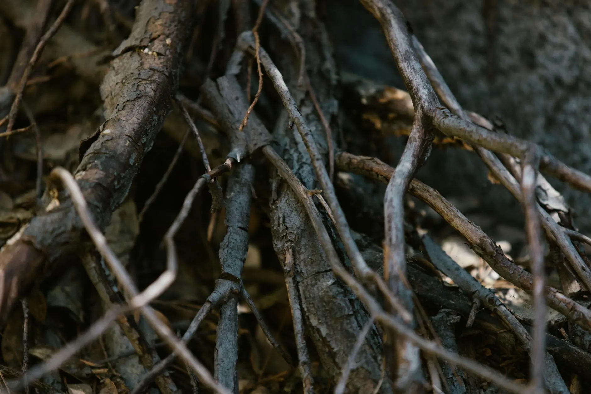 The Immortal Underground Forest: Nature’s Hidden Survivors Explore the remarkable world of underground forests—botanical survivors flourishing beneath the surface.