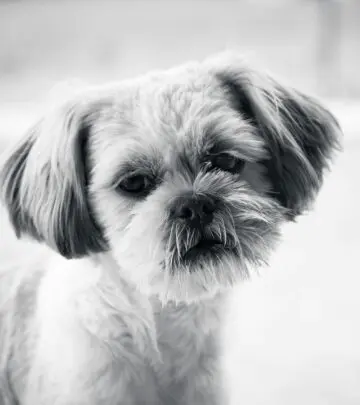 Small companions with big hearts, offering loyalty, charm, and timeless joy daily.