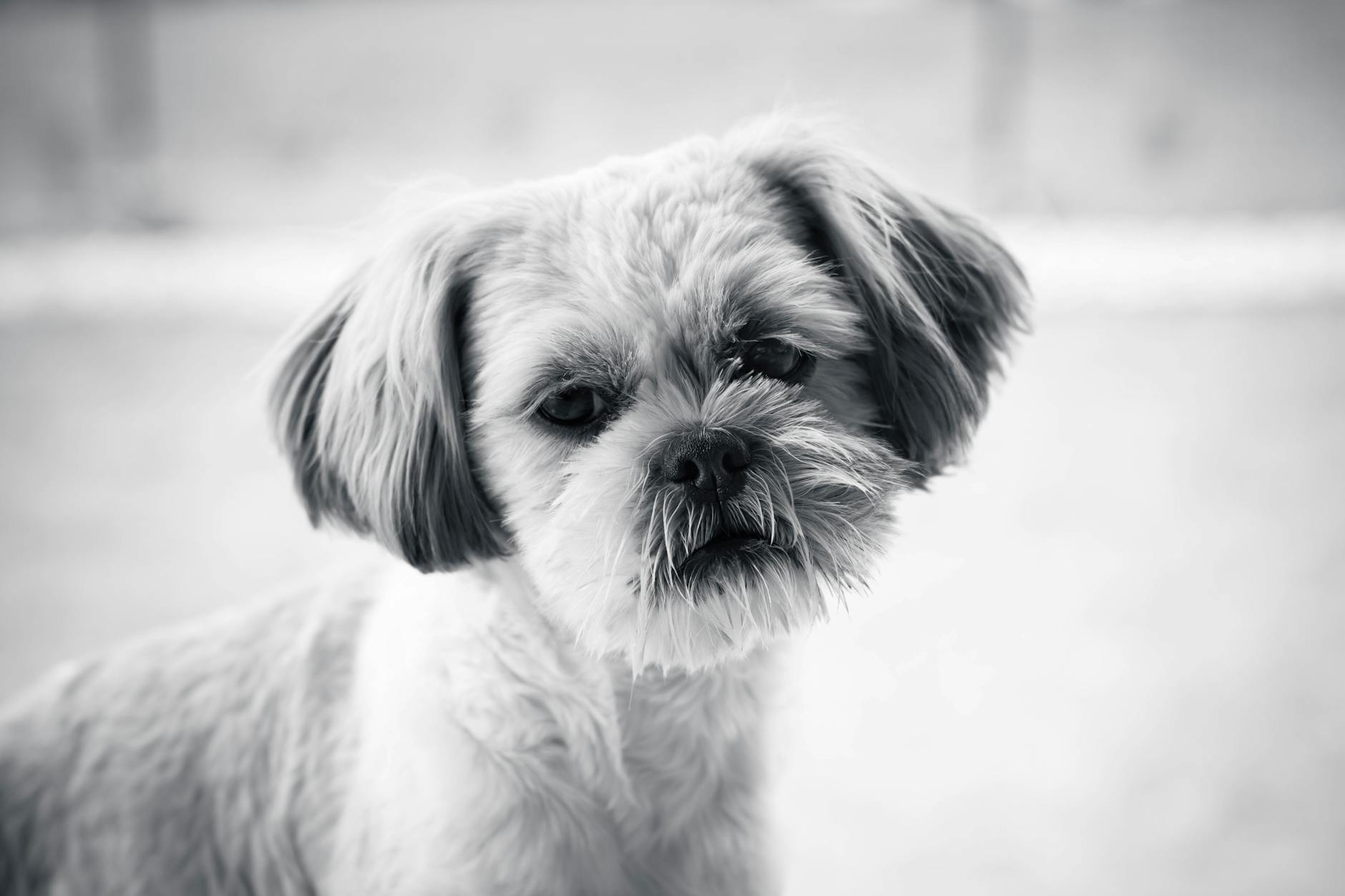 Shih Tzu Dog Breed: Characteristics, Care Guide & History_image