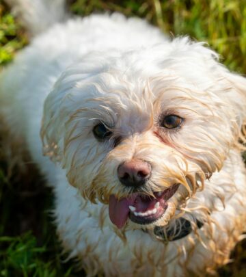Labradoodle Dog Breed: Complete Facts & Information Guide