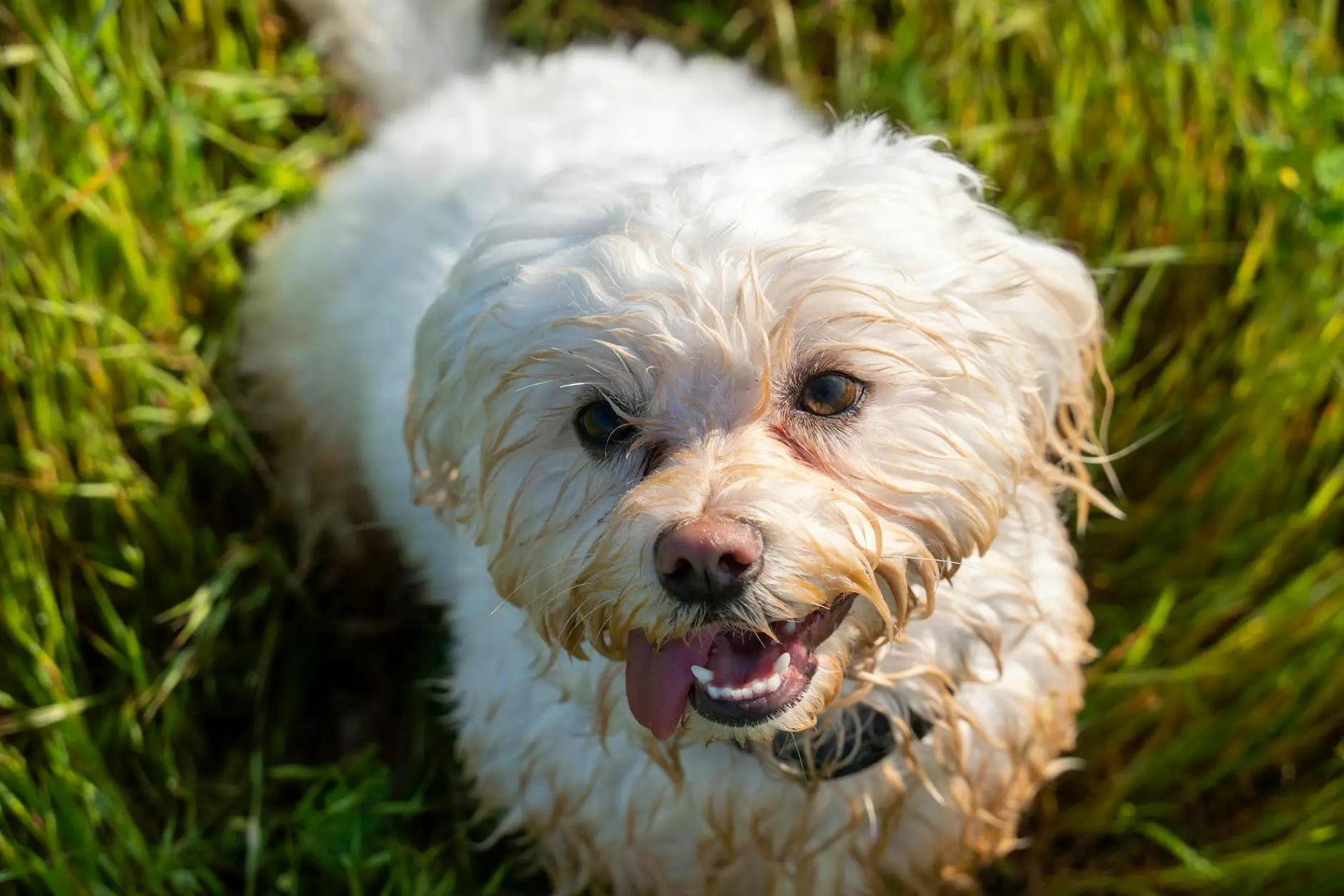Labradoodle Dog Breed: Complete Facts & Information Guide Everything you need to know about the lovable, intelligent, and family-friendly Labradoodle breed
