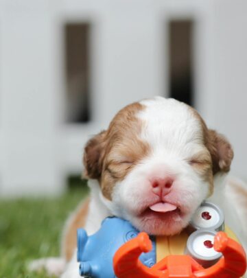 Why Is Your Puppy Breathing Fast While Sleeping? Complete Guide