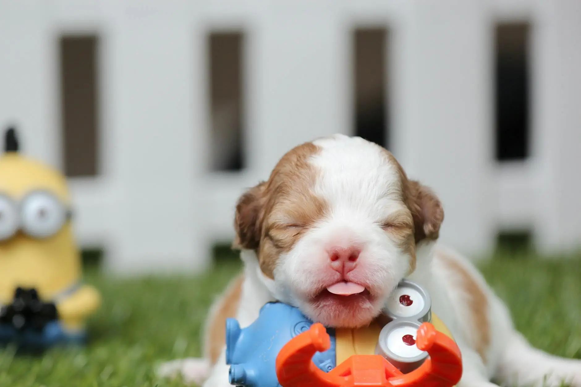 Why Is Your Puppy Breathing Fast While Sleeping? Complete Guide Understanding rapid breathing in sleeping puppies: normal patterns, warning signs, and when to seek help