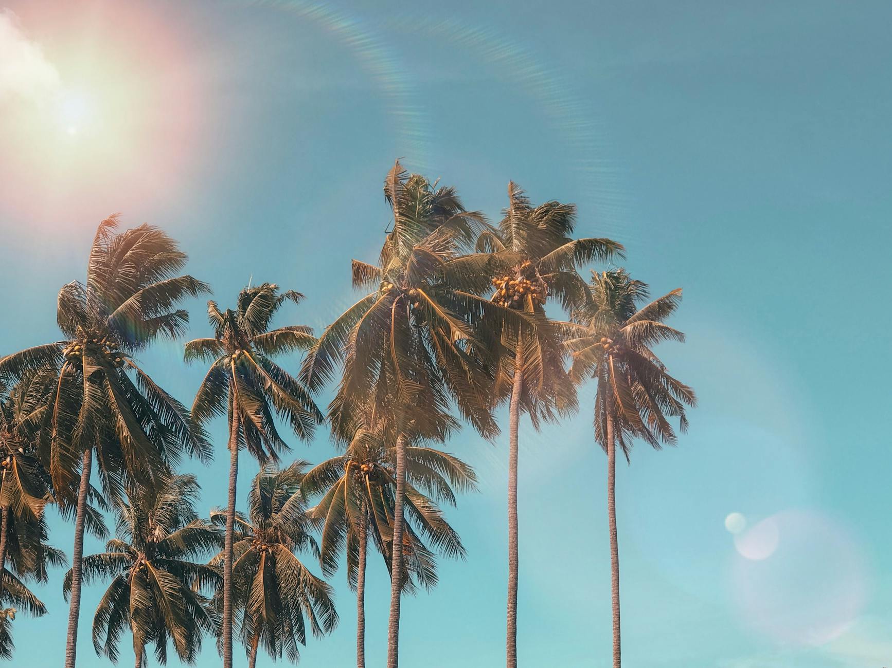 21 Palm Tree Varieties to Grow: A Comprehensive Guide_image