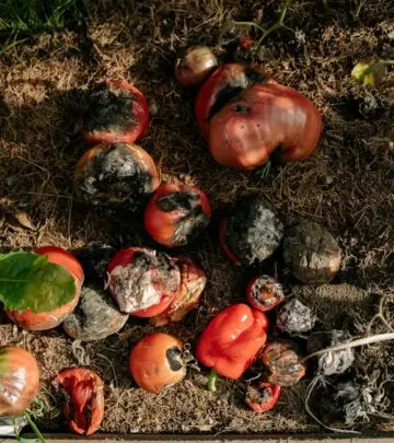 Understanding gray mold disease and implementing effective strategies to protect your precious plants from devastating fungal infections