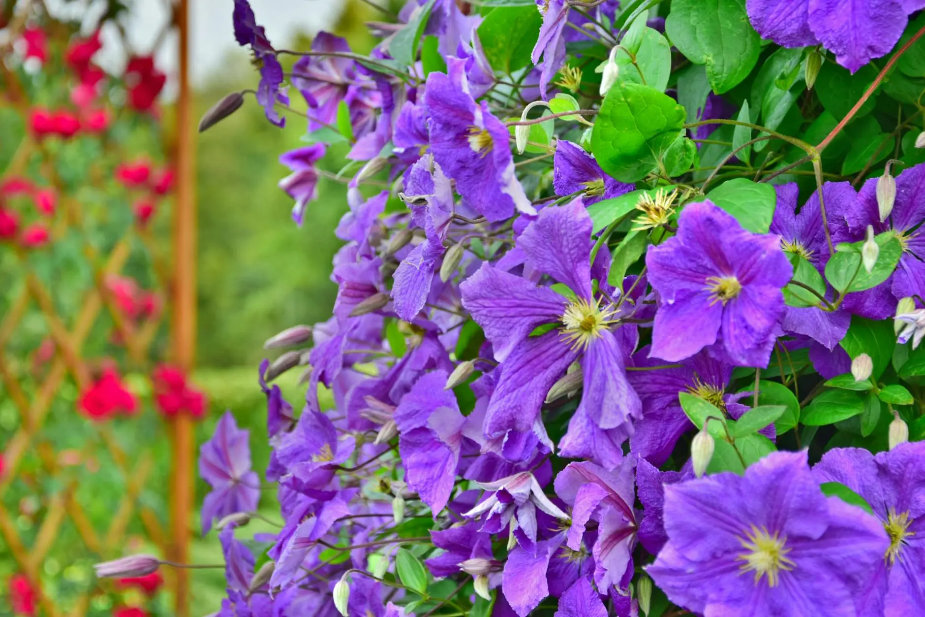 Arbors and Trellises: Elevating Your Edible Garden Transform your vegetable patch into a lush, vertical paradise using arbors and trellises for structure, yield, and beauty.