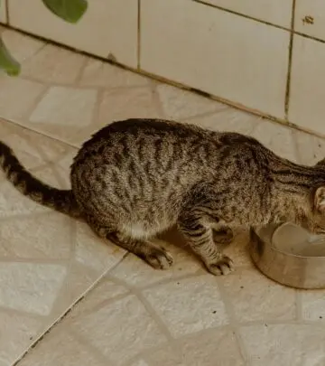 Essential strategies to ensure your feline friend stays properly hydrated