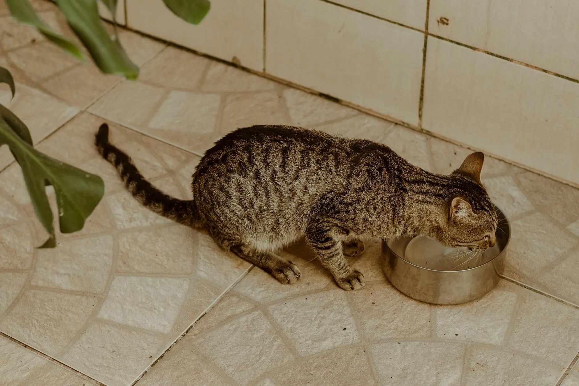 Essential strategies to ensure your feline friend stays properly hydrated
